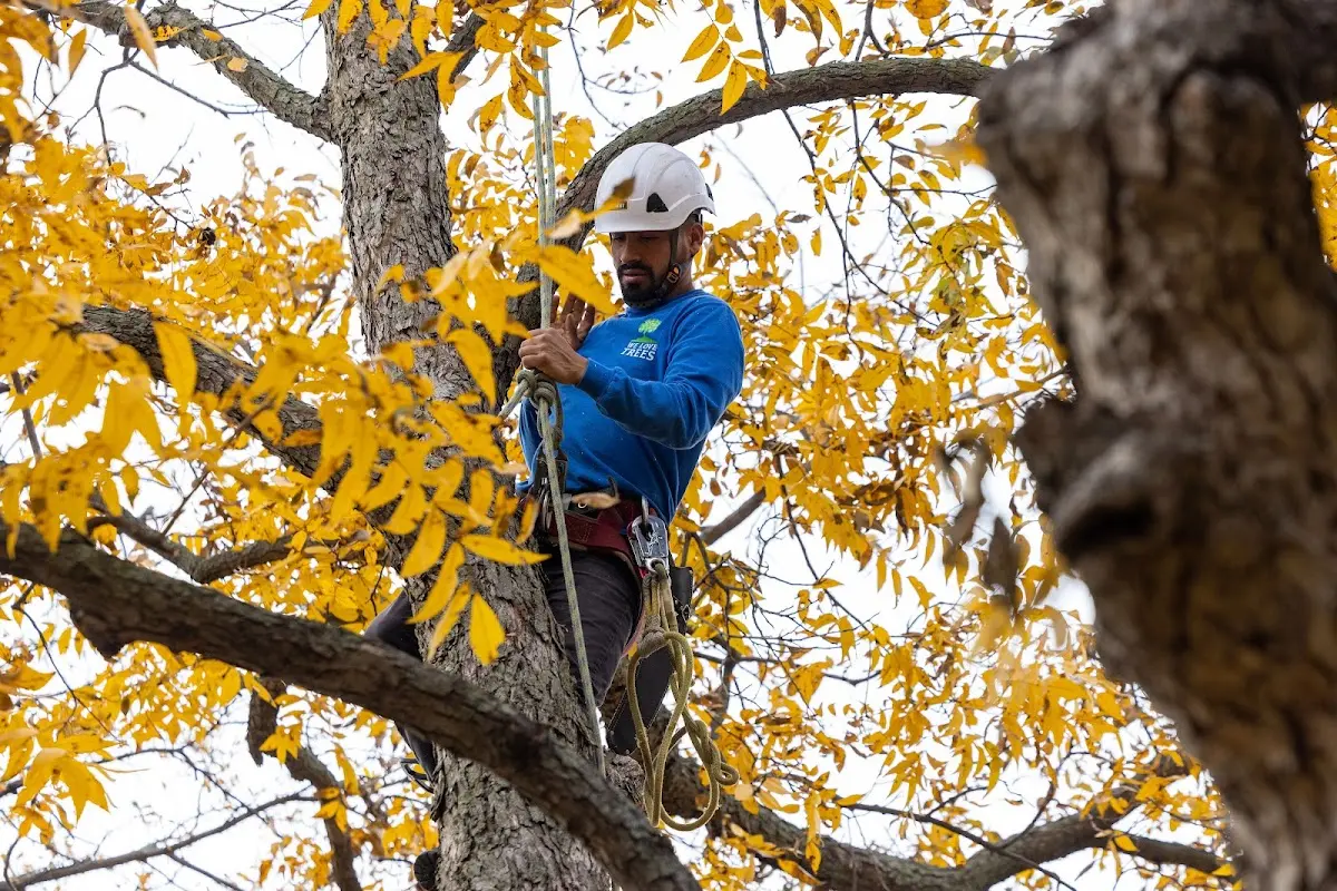 Skilled Tree Trimming crew working in Athol